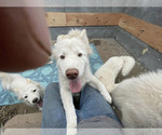 Puppy 2 Samoyed-Siberian Husky Mix