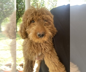 Goldendoodle Puppy for Sale in KNOXVILLE, Tennessee USA
