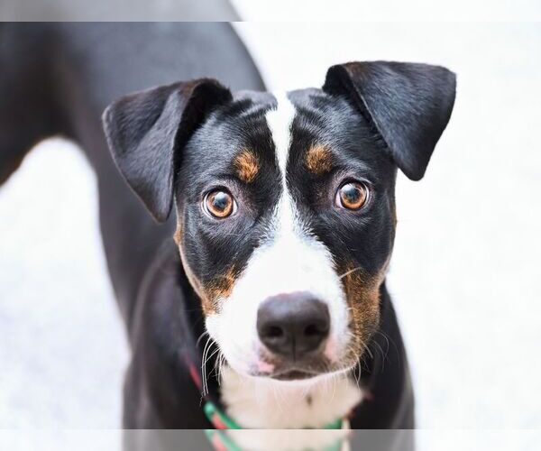 Medium Photo #1 Mutt Puppy For Sale in Chattanooga, TN, USA