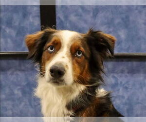 Australian Shepherd-Unknown Mix Dogs for adoption in Aurora, IN, USA