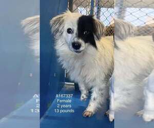 Chihuahua-Unknown Mix Dogs for adoption in Calgary, Alberta, Canada
