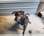 Small Photo #3 Labrador Retriever-Mountain Cur Mix Puppy For Sale in Woodsfield, OH, USA