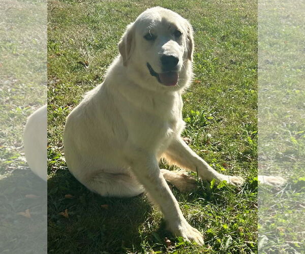 Medium Photo #3 Great Pyrenees-Unknown Mix Puppy For Sale in Jefferson, WI, USA