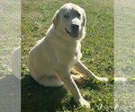 Small #2 Great Pyrenees Mix