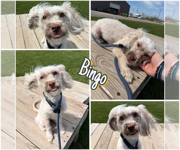 Medium Photo #1 Mutt Puppy For Sale in Pierceton , IN, USA