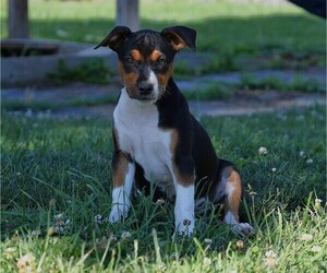 Rat Terrier Puppy for sale in PETERSBURG, PA, USA
