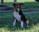 Small Photo #1 Rat Terrier Puppy For Sale in PETERSBURG, PA, USA