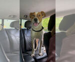 Small #3 American Pit Bull Terrier Mix