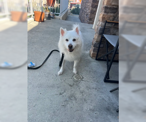 Medium Photo #5 American Eskimo Dog Puppy For Sale in Pikesville, MD, USA