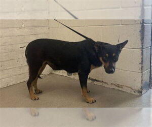 German Shepherd Dog-Texas Heeler Mix Dogs for adoption in San Bernardino, CA, USA