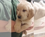 Small Photo #5 Golden Labrador-Golden Retriever Mix Puppy For Sale in PULASKI, WI, USA