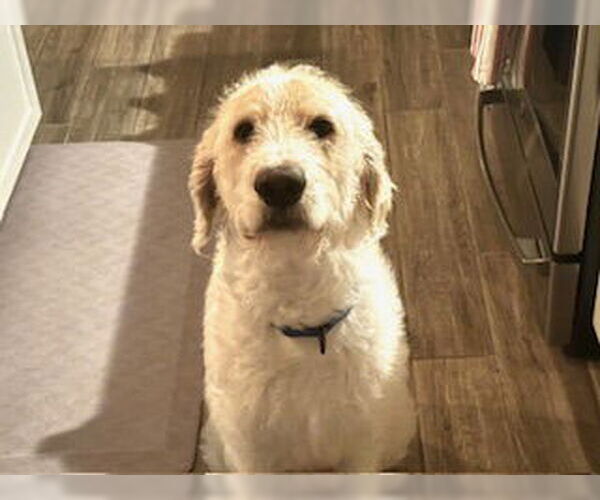 Medium Photo #4 Labradoodle Puppy For Sale in Clovis, CA, USA