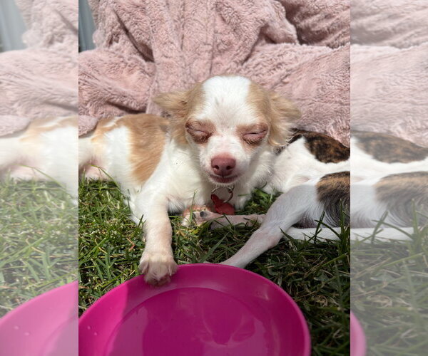Medium Photo #3 Chihuahua-Unknown Mix Puppy For Sale in Grafton, WI, USA