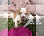 Small #2 Chihuahua Mix