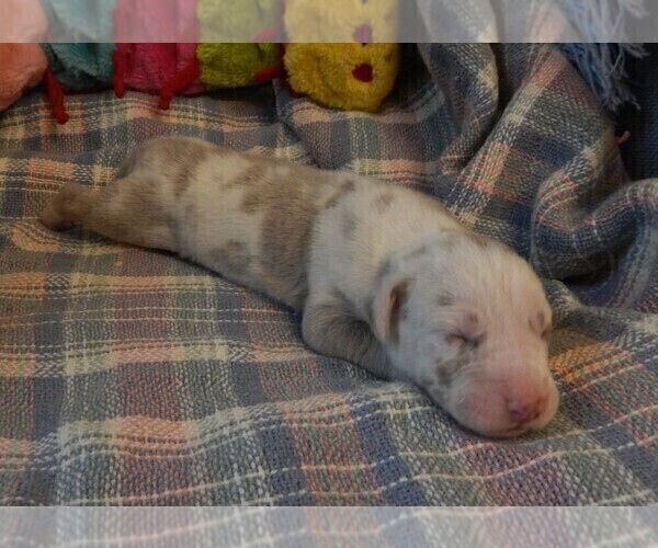Medium Photo #2 Great Dane Puppy For Sale in SPRAGGS, PA, USA