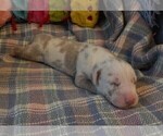 Small #1 Great Dane