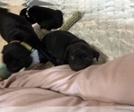 Small Photo #64 Frenchie Pug Puppy For Sale in BLOOMINGTON, IL, USA