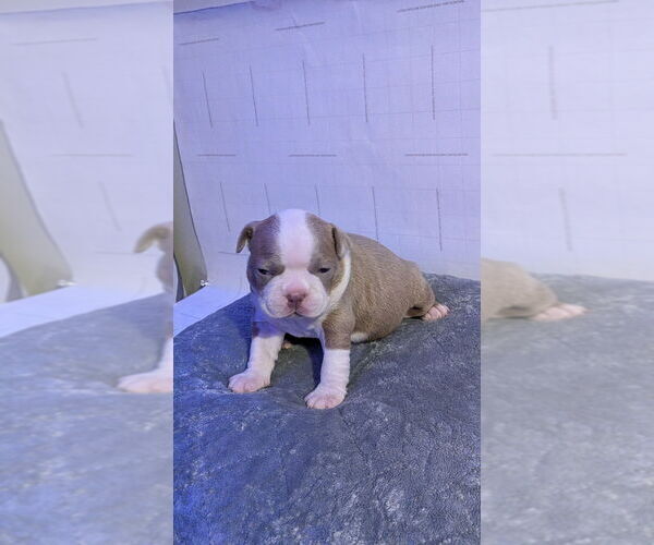 Medium Photo #2 Boston Terrier Puppy For Sale in ROCHESTER, NH, USA