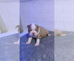 Small #1 Boston Terrier