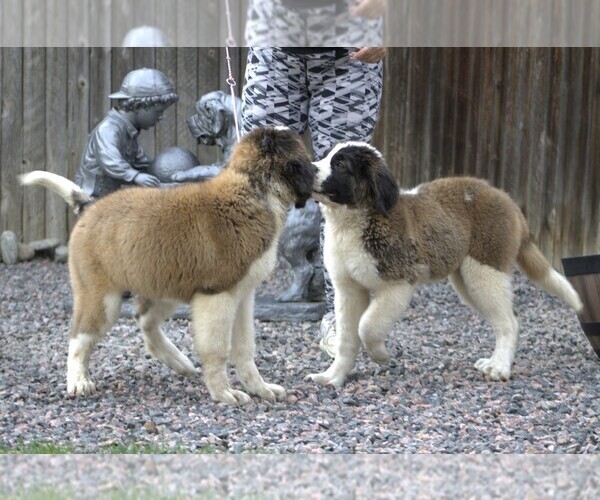 Medium Photo #2 Saint Bernard Puppy For Sale in DENVER, CO, USA