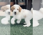 Image preview for Ad Listing. Nickname: Goldendoodle