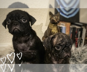 Pug Puppy for sale in MERCED, CA, USA