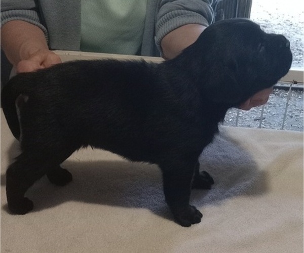 Medium Photo #9 Labrador Retriever Puppy For Sale in ORANGE, MA, USA