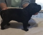 Small #8 Labrador Retriever