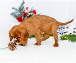 Small Photo #56 Cavalier King Charles Spaniel Puppy For Sale in WAKARUSA, IN, USA