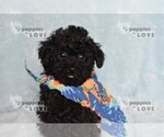 Small #3 Poodle (Toy)