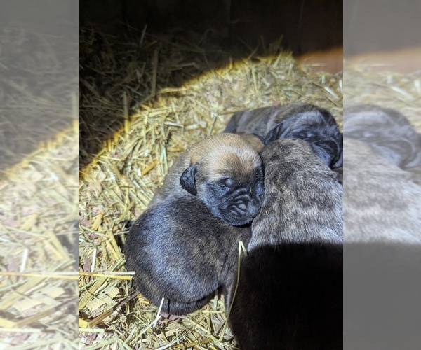 Medium Photo #1 Mastiff Puppy For Sale in CATO, NY, USA