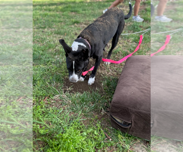 Medium Photo #12 Mutt Puppy For Sale in Holly Springs, NC, USA