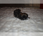 Small Photo #2 Shih Tzu Puppy For Sale in FRESNO, CA, USA