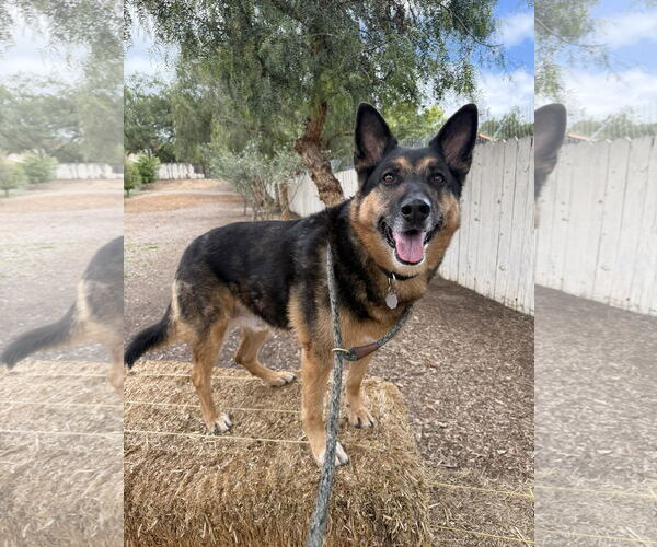 Medium Photo #2 German Shepherd Dog Puppy For Sale in San Diego, CA, USA