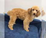 Small #2 Poodle (Miniature)