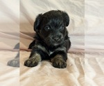 Kitten - Female Corgipoo Puppy for Sale - Photo #8