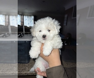 Mal-Shi-Poodle (Standard) Mix Puppy for sale in FRESNO, CA, USA