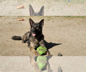 Dutch Shepherd -German Shepherd Dog Mix Dogs for adoption in North Hills, CA, USA