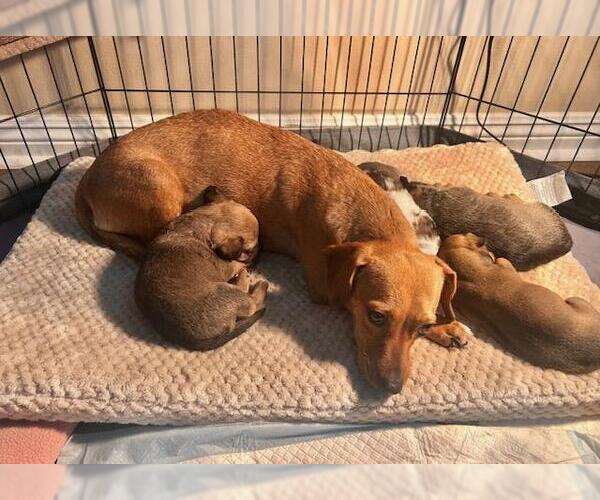 Medium Photo #5 Chiweenie Puppy For Sale in Los Angeles, CA, USA