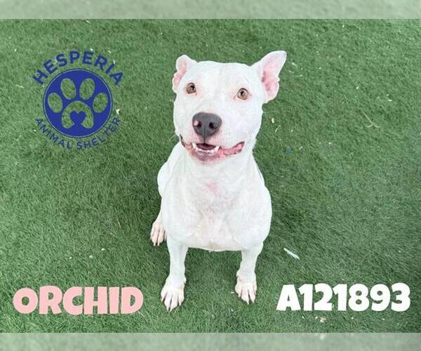 Medium Photo #1 Mutt Puppy For Sale in HESPERIA, CA, USA