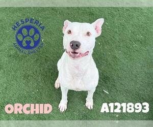 Mutt Dogs for adoption in HESPERIA, CA, USA