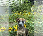 Small #2 Mutt