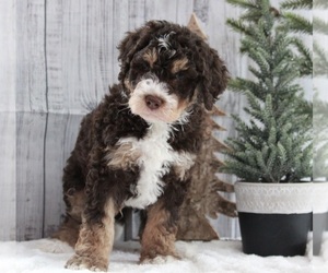 Bernedoodle Puppy for sale in FREDERICKSBURG, OH, USA