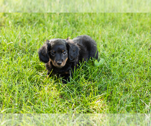 Medium Photo #1 Dachshund Puppy For Sale in NAPPANEE, IN, USA