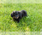 Small Dachshund