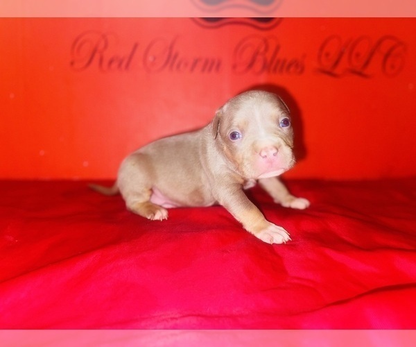 Medium Photo #7 American Bully Puppy For Sale in TRENTON, NJ, USA