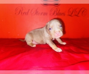 Medium American Bully