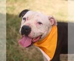 Small American Staffordshire Terrier Mix