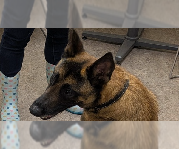 Medium Photo #3 Mutt Puppy For Sale in Imlay City, MI, USA