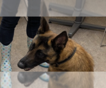 Small #2 Mutt